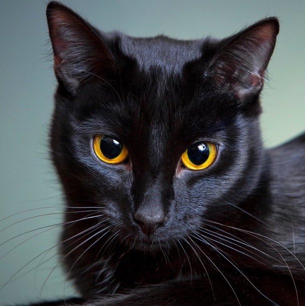 Indie5051's tweet photo. Hoy es el día de concienciación por el gato negro y combate al prejuicio contra estos animales. https://t.co/27Wwa6pXhH