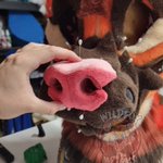 Photo by 🦊WILDFOXWORKS🦊 🔜 GoldenHorn🔜NFC🔜AWOO (@WildFoxWorks)