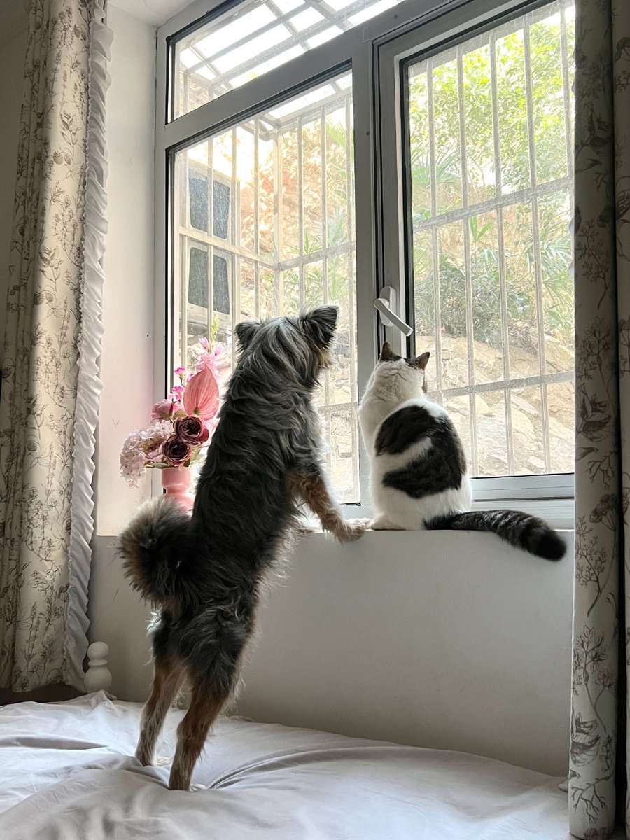 morimi1203's tweet photo. [スプーンを屏風の上に置いたら、猫が冷たい目で嘲るんだ！]， https://t.co/1YefyIxFPE