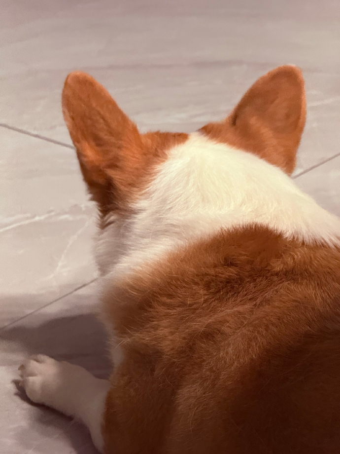 fu_wa_thank_you's tweet photo. [ミルク、曲がった、賢い、飼い慣らされた] この4つの言葉で、心がほっこりする一枚を思い浮かべた https://t.co/VowD6kDpo0