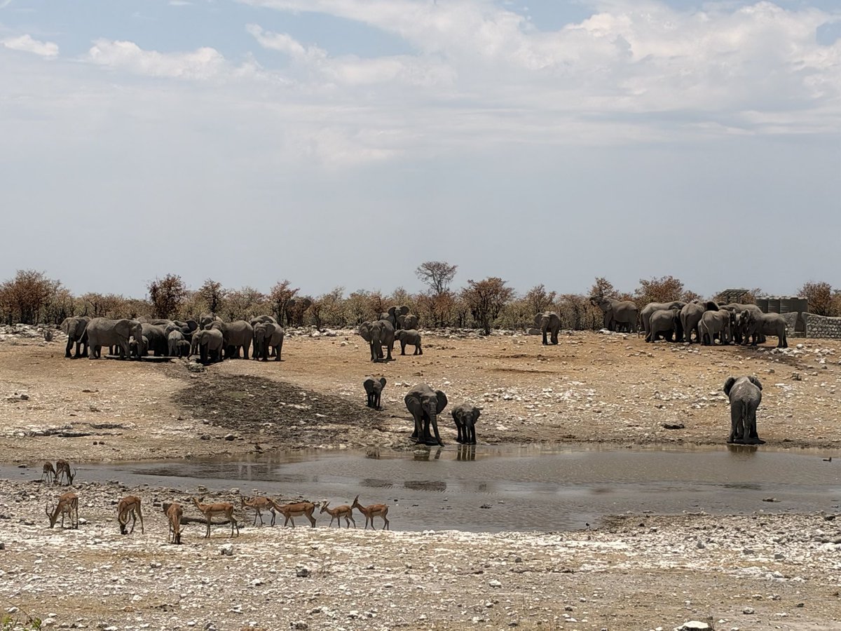 MunchPudding's tweet photo. #PostcardFromEtoshaNationalPark Elephants having a drink! 🐘 🇳🇦 https://t.co/2FOo2J6Zuh