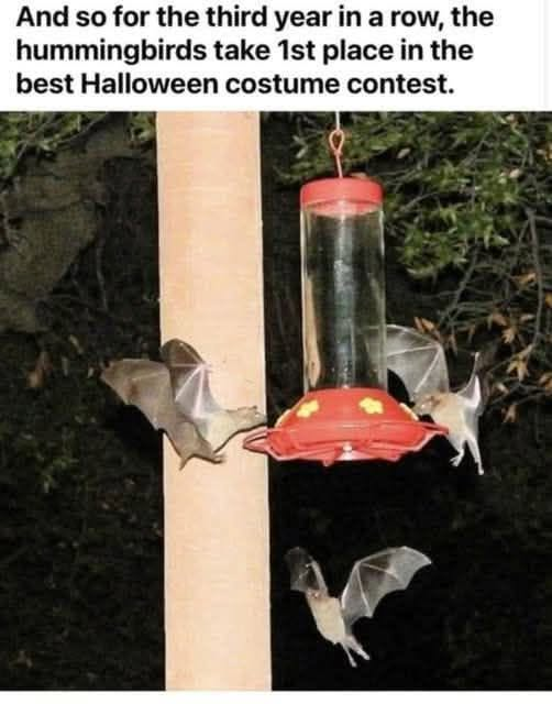 marixapanda's tweet photo. This made my day!🤣🦇 https://t.co/j8QyWZIpHF