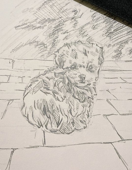 aespaerin's tweet photo. dazzi‘s puppy, miso 🐾🤏🏻🥹 https://t.co/702SoogRzx