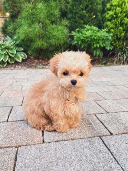 aespaerin's tweet photo. dazzi‘s puppy, miso 🐾🤏🏻🥹 https://t.co/702SoogRzx