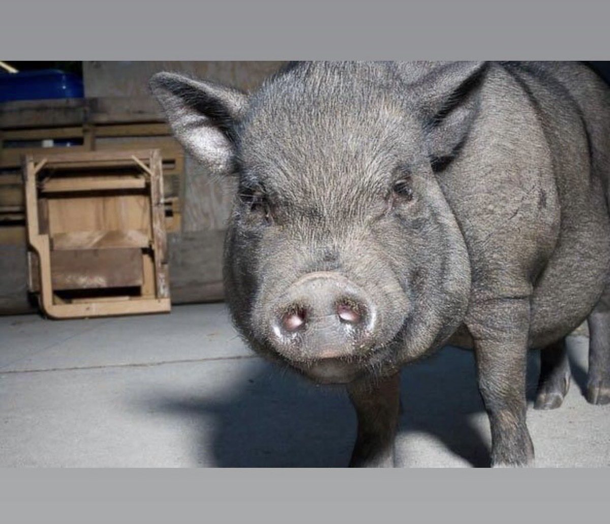 braxtonpope's tweet photo. when lynch photographed my pig francis bacon - i never saw the results 😵💫 (second pic is francis not by dl) https://t.co/eTcOskBxPU