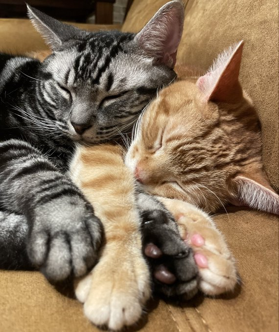 takem1ho's tweet photo. ぴったり寄り添って眠る、仲良し 2 匹の猫ちゃん🐱 https://t.co/3gSuZqxxkn