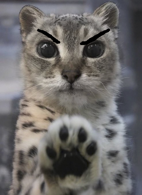 tosiathecat's tweet photo. *szturcha łapą* jebać cię cwelu
*szturcha łapą* jebać cię cwelu
*szturcha łapą* jebać cię cwelu
*szturcha łapą* jebać cię cwelu
*szturcha łapą* jebać cię cwelu
*szturcha łapą* jebać cię cwelu
*szturcha łapą* jebać cię cwelu
*szturcha łapą* jebać cię cwelu https://t.co/3m7PVbjzvX