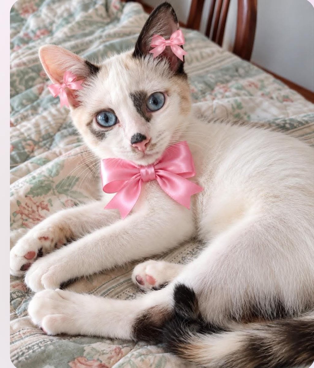 yaracalcagno's tweet photo. Difundo. Hermosa minina de  aprox 4 meses de edad busca un hogar responsable que le brinde mucho amor y cariño..inf 0412.374.4740
Caracas. https://t.co/S640fADdoq
