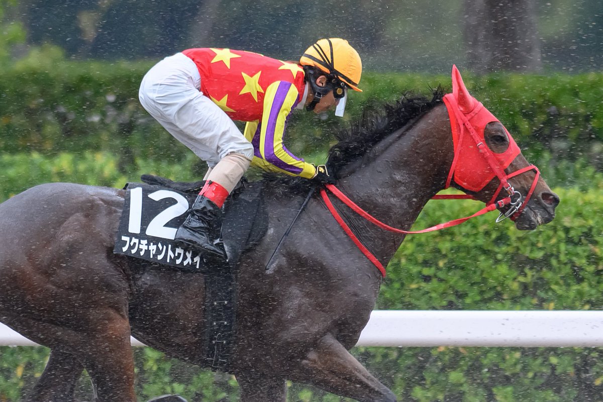 eclipse__first's tweet photo. 2026.10.24 新潟競馬場

10R 菅名岳特別 (2勝) ダート1800m

フクチャントウメイ × 松岡正海騎手🫧
12人気 8着

#フクチャントウメイ #松岡正海 
#加藤征弘厩舎 #ストロングリターン産駒 https://t.co/Y0eV0PfFvZ