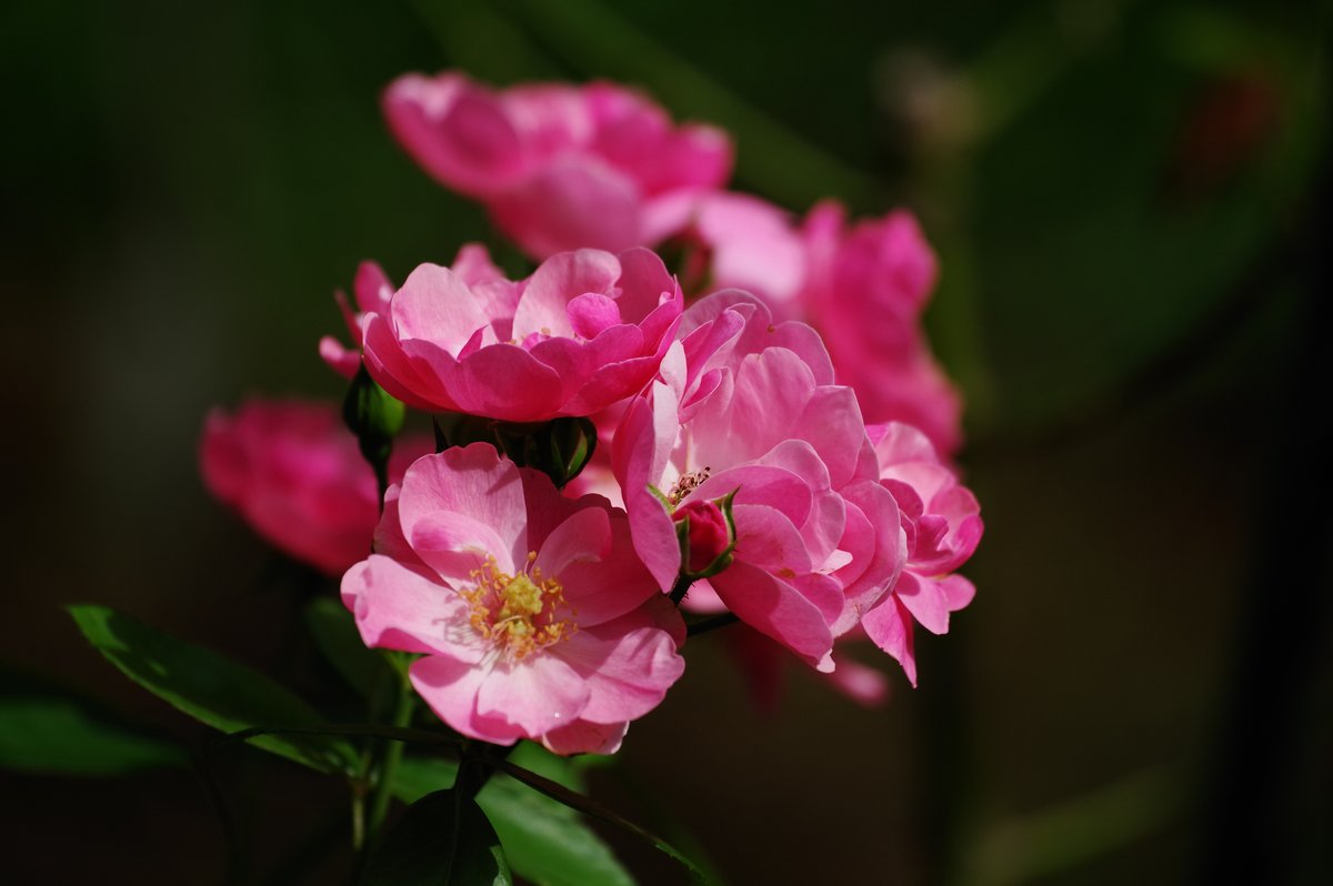 singularityfree's tweet photo. 蔵出し  5953

#PENTAX KP J limited ＋ HD DA 55-300mm PLM https://t.co/AUAb2aGj2X