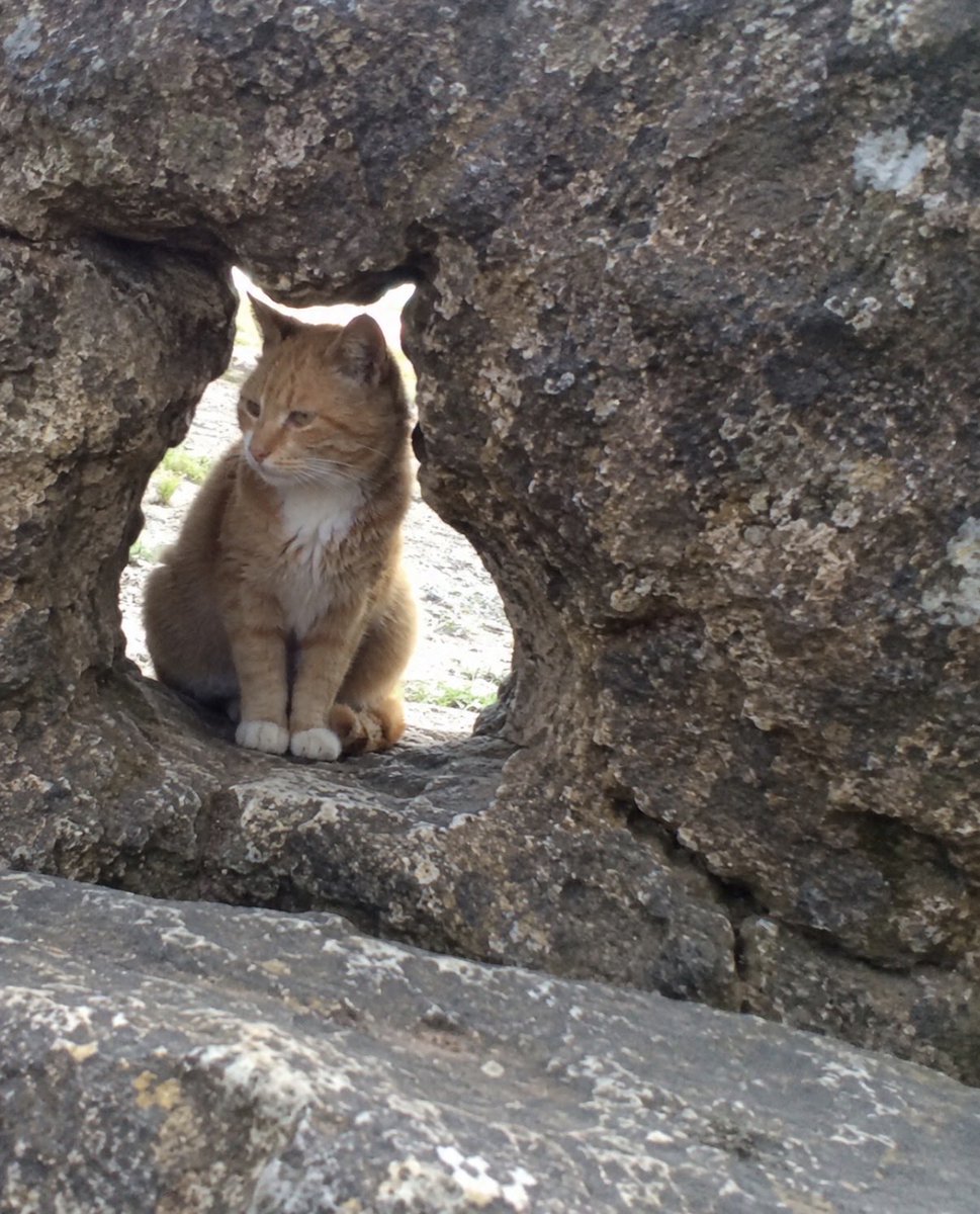 hardcatmemes's tweet photo. The prophecy has been fulfilled https://t.co/2AuShlBOeZ