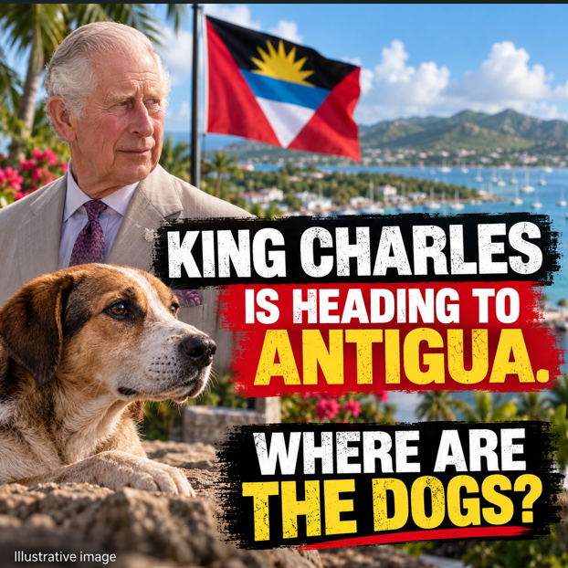 DogDeskAction's tweet photo. 🚨 KING CHARLES IS HEADING TO ANTIGUA. STRAY DOGS ARE BEING REMOVED AHEAD OF HIS VISIT.

The government has given us assurances of humane treatment, but no clear information about where the dogs are being taken or what happens next.

Look out for calls to action in the morning ✅ https://t.co/TsCwz80ME7