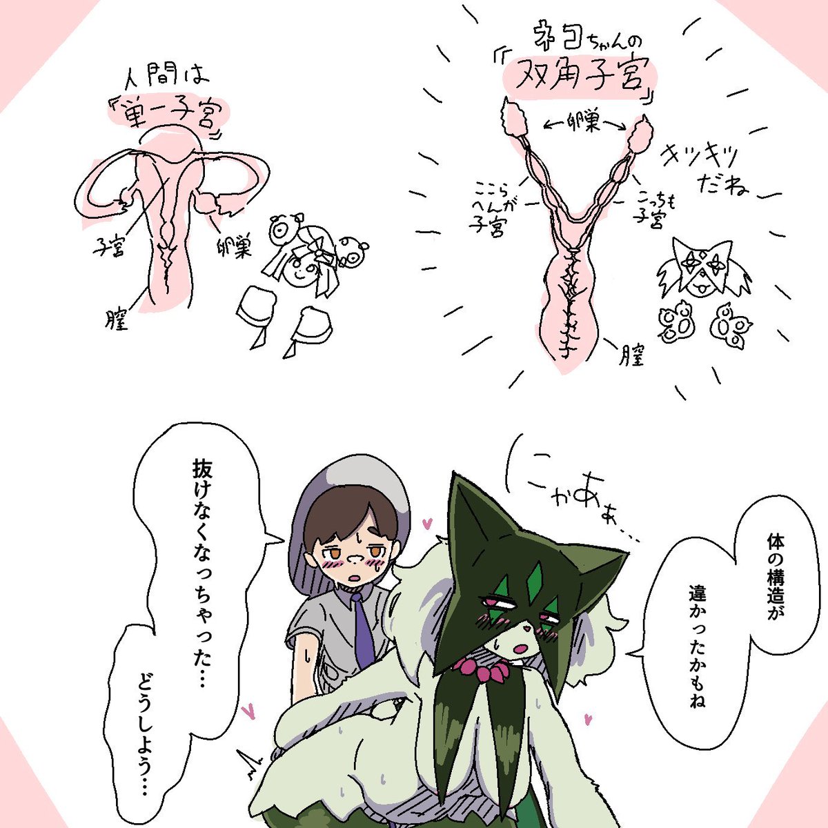 itidesu_zoe's tweet photo. ネコの子宮…っ！！！（再掲） https://t.co/PvQ0vvbZnp