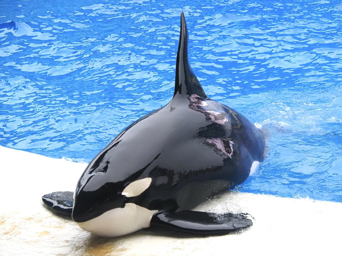 WhaleToki's tweet photo. 水族館だと極めて珍しいというか彼のみ？
背びれが曲がってないシャチ。なんかしらの技術を使ってはいそう？ https://t.co/JoMYsMcYiI