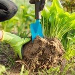 Photo by Gardening Know How (@GardenKnowHow)