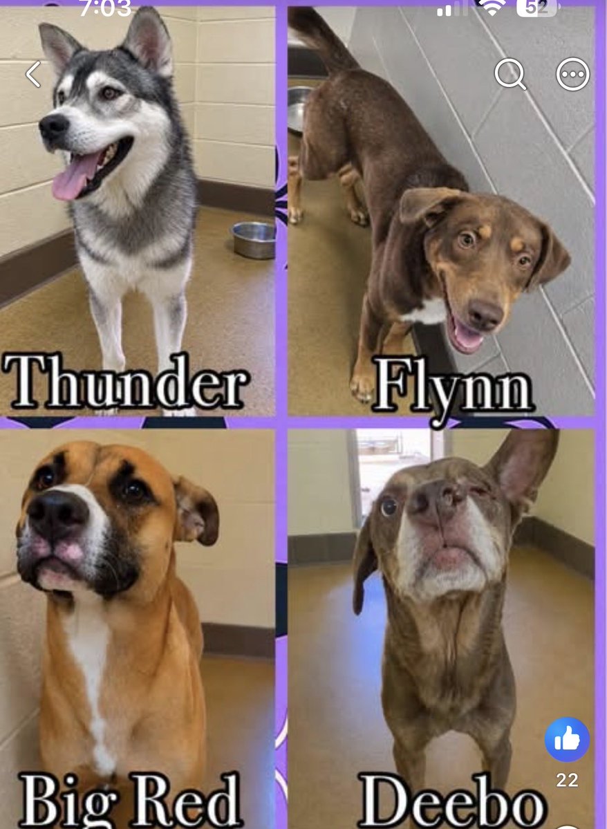 KellyG581976179's tweet photo. 🚨🚨Adopters and Fosters Critically Needed in California  

Deadly, Apple Valley Animal Shelter, has  now put 6 more dogs under Kill Command for a total of 10 now‼️. They could be killed  at any time. 

Please Adopt or offer to Foster so a Rescue can pull them .  Fostering is free if you live in Southern California through a rescue.

I will put their notes in the comments below.

Please consider out-of-state adoption🇺🇸. It’s possible through a rescue. Adopter pays for transport.

Please share them to find their heroes🙏

#AppleValley #CA #SanBernardino #Hesperia #Victorville #LosAngeles #LongBeach #MorenoValley #Anaheim #Riverside #SantaAna #Glendale #Pasadena #Corona #FosterSaveLives