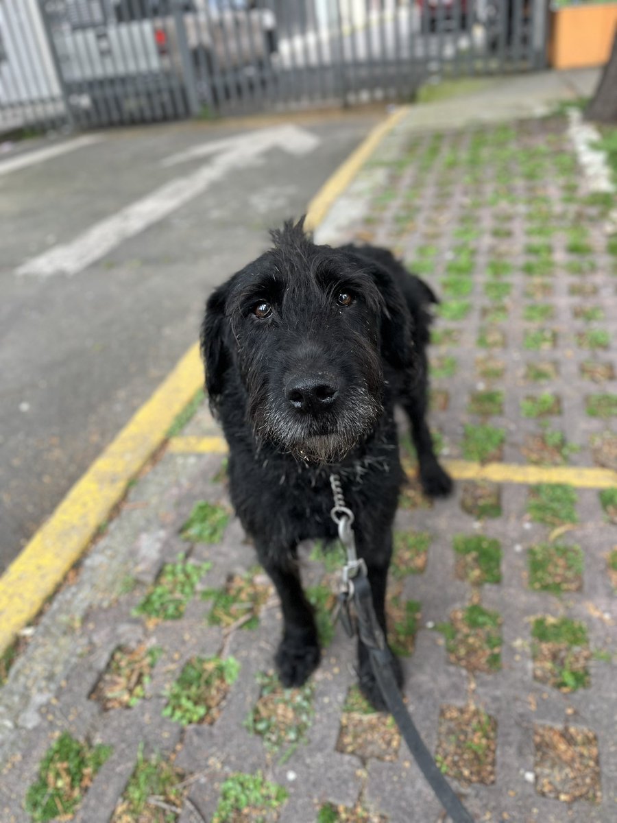 HELA_MORE's tweet photo. Más de 100 perritos dependen de nosotros y los gastos de pensiones, croquetas,fisioterapias,traslados,
vacunas y demás gastos veterinarios no paran. Tenemos muchas cuentas pendientes y cada vez es más difícil salir adelante. 😞

🙏🏼 ¿Nos ayudas con $50 o $100 pesos?

Si 50 personas donaran $100, ¡juntaríamos $5,000 para nuestros rescatados! 🥹❤️

Si no puedes donar, compartir también nos ayuda muchísimo.

No queremos dejar descuidarlos por falta de recursos. Ellos ya sufrieron demasiado y merecen una vida digna.

📲 WhatsApp: 5532470501

Hoy, una pequeña ayuda tuya puede hacer una gran diferencia para ellos. 🐶❤️
