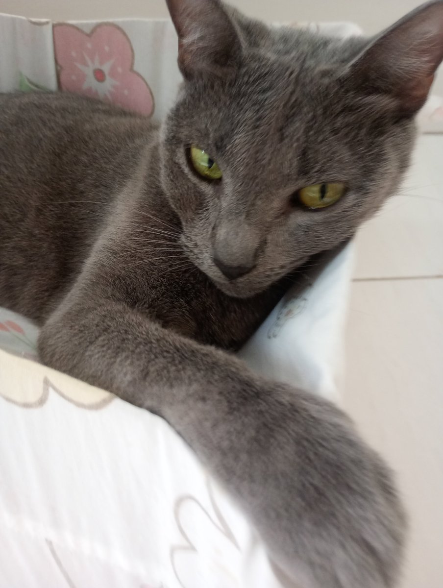 AcervodoArlert's tweet photo. Foto da minha gata
#alita https://t.co/oINZ82Cxg0