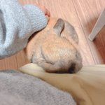 Photo by ぴょこっとついんて！さよなーでD11.もちょぷに(ほっぺ20) (@pikotuin)