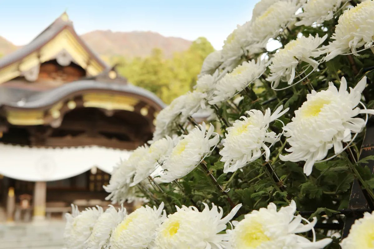umasaniigata's tweet photo. 【弥彦菊まつり】11/1～11/24

全国随一の規模を誇る菊花大展覧会🌸

技術の粋をこらした数多くの菊花が並び、3万本の挿芽小菊による「大風景花壇」も見どころです✨

きれいな姿を楽しむなら早めの時期がおすすめです☺️

👉 https://t.co/xML8ua7JI2

#新潟 #弥彦村 https://t.co/Q10dEgxWvf