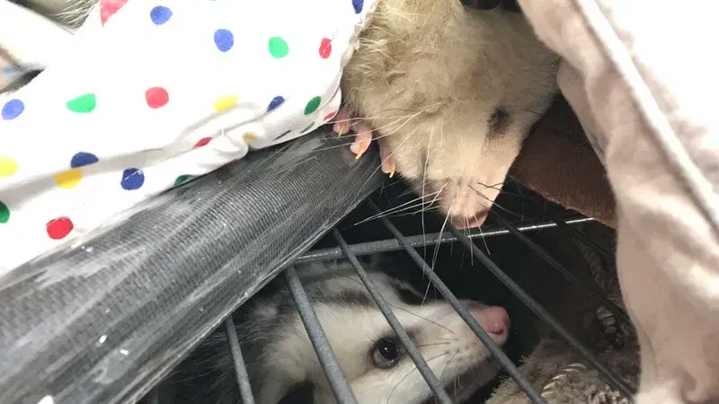 VirginiaOPossum's tweet photo. slumber party secrets are the only pact more sacred than a blood oath https://t.co/J0K8LT1Yip