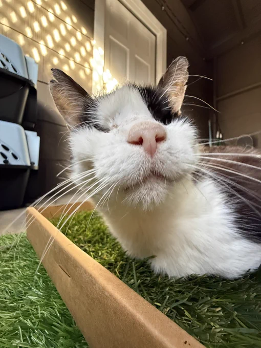 Image from teddy (@acatnamedteddy)
