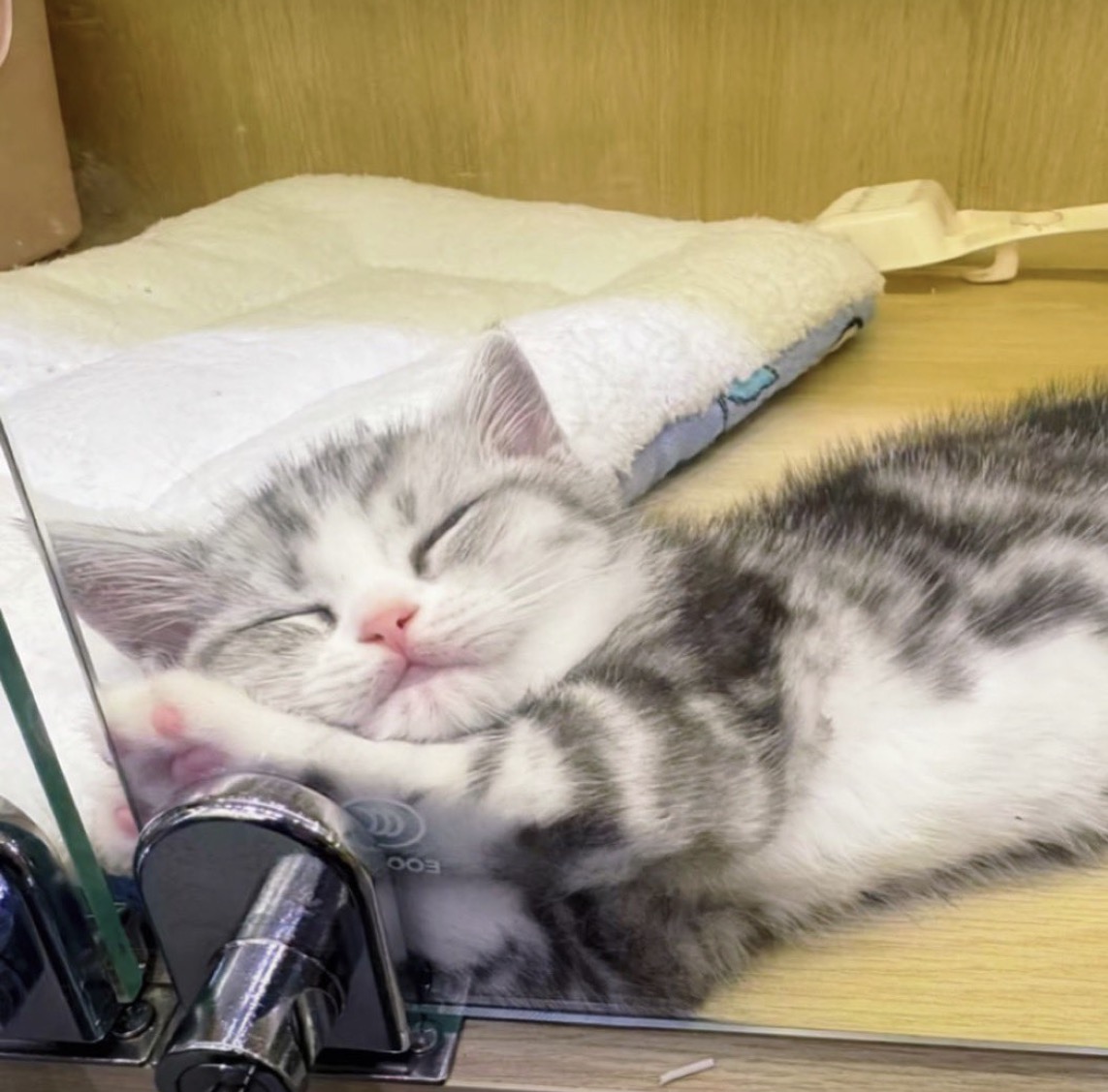animal_kyawa_'s tweet photo. かわいい寝方😍 https://t.co/eRlcs3rBZr