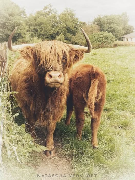 yesjimstheman's tweet photo. Highland Coos Feeding Time, Bankfoot, Perth and Kinross, Scotland, Natascha Vervloet!💙🏴󠁧󠁢󠁳󠁣󠁴󠁿 https://t.co/k3Harba7N3