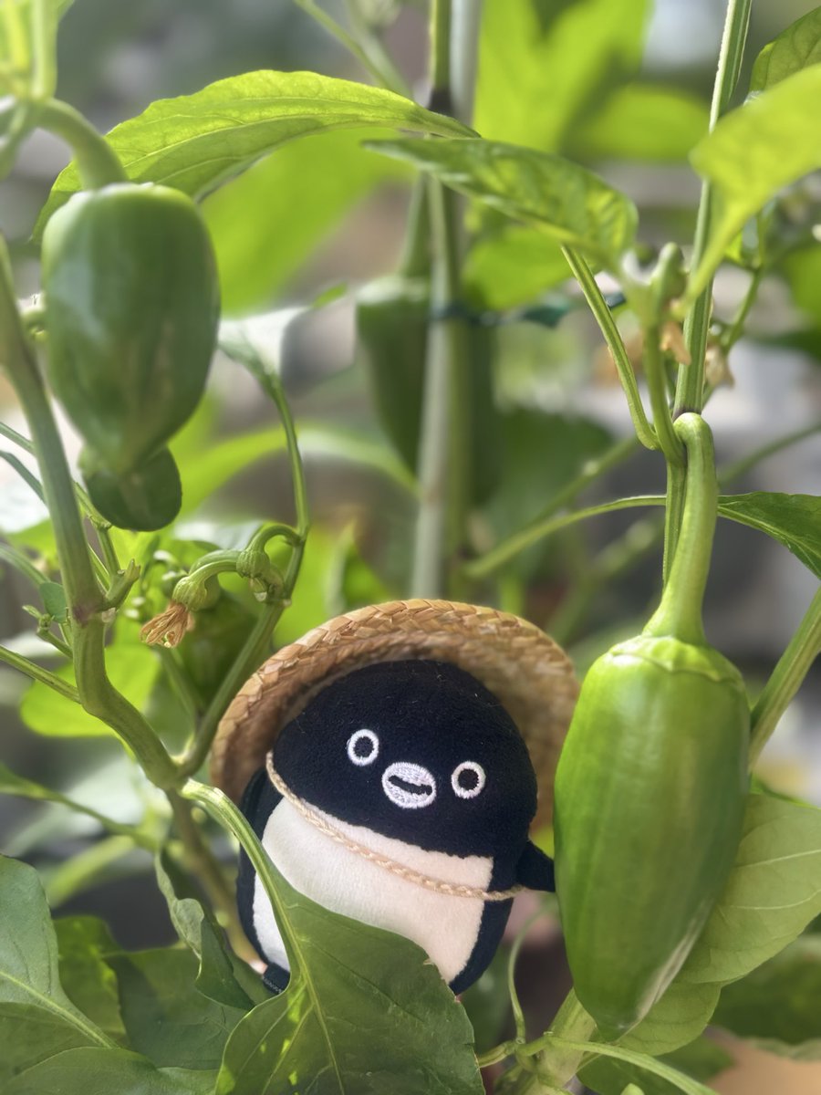 ioJVveTATr27645's tweet photo. だいぶ大きくなってきたよ
楽しみペン🐧

#ピーマン栽培
#Suicaのペンギン https://t.co/sf6VKEtzoX