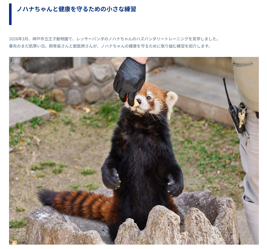kobeojizoo's tweet photo. 法人サポーター・メディコムジャパン様のHPにて、王子動物園の飼育現場を紹介する連載・第4弾が公開されました❗️今回ご紹介するのはレッサーパンダのハズバンダリートレーニング🍎是非ご覧ください🎵
https://t.co/KvR4s6HLee
#王子動物園 #メディコムジャパン #神戸市 https://t.co/eZrJ8zQIMc