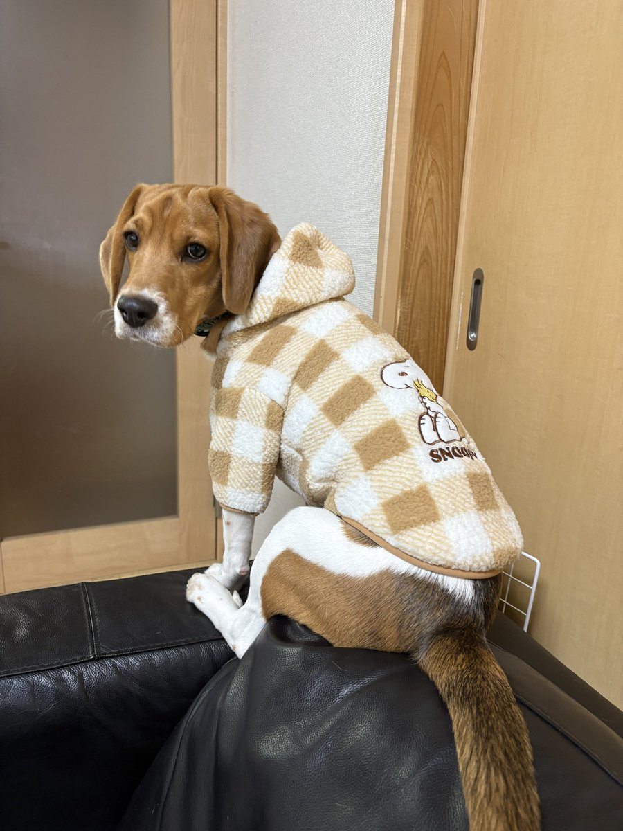 beagle_Dunk's tweet photo. おはよ☁️
今日は寒いね〜〜〜🥶
#犬好きさんと繋がりたい #犬好きと繋がりたい #ビーグル https://t.co/V4DZNyRCmU