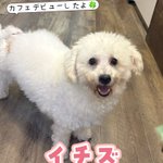 Photo by 保護犬カフェ®鶴橋店 (@hogokencafet)