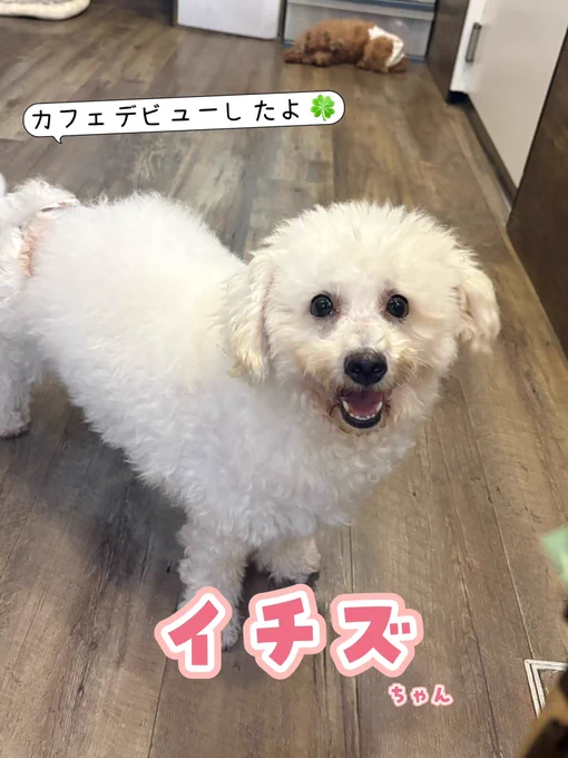 Image from 保護犬カフェ®鶴橋店 (@hogokencafet)