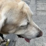 Photo by 阿黄的碎碎念 (@hpf1908)