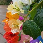 Photo by Nature Canvas (@NaturalCane0)