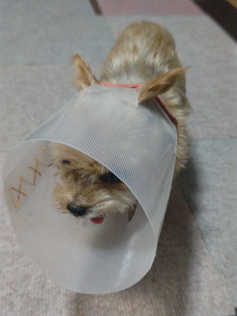 _someko_'s tweet photo. 犬様、もう1ヶ月以上カラー生活のせいで、カラーを自分の初期装備だと思い始めてるww
カラー見せると寄ってきて頭を差し出すww https://t.co/S5WBOaH1h1