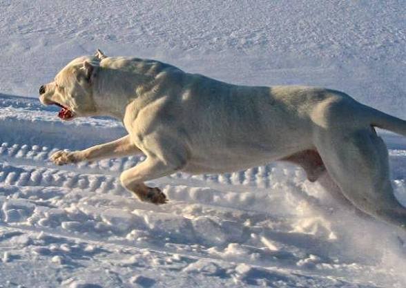 ImageRodri's tweet photo. @o5cw45 Literalmente los Argentinos amamos los perros, tenemos un perro nacional que se usa para cazar leones, mira si nos vas a controlar con un palito... 🤡🤡🤡

Salamin, Bang Bang, estás muerto ANGELITO. https://t.co/GDuPXu7wb3