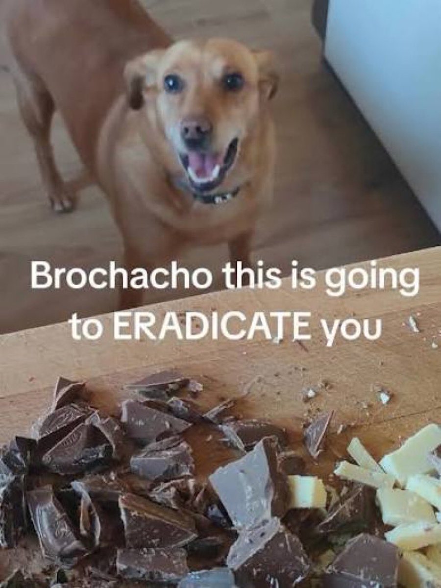 oieeeXD's tweet photo. foto de um cachorro implorando por chocolate com a legenda brochacho this is going to ERADICATE you isso vai te erradicar eliminar matar acabar com você https://t.co/RqP4SSybTO