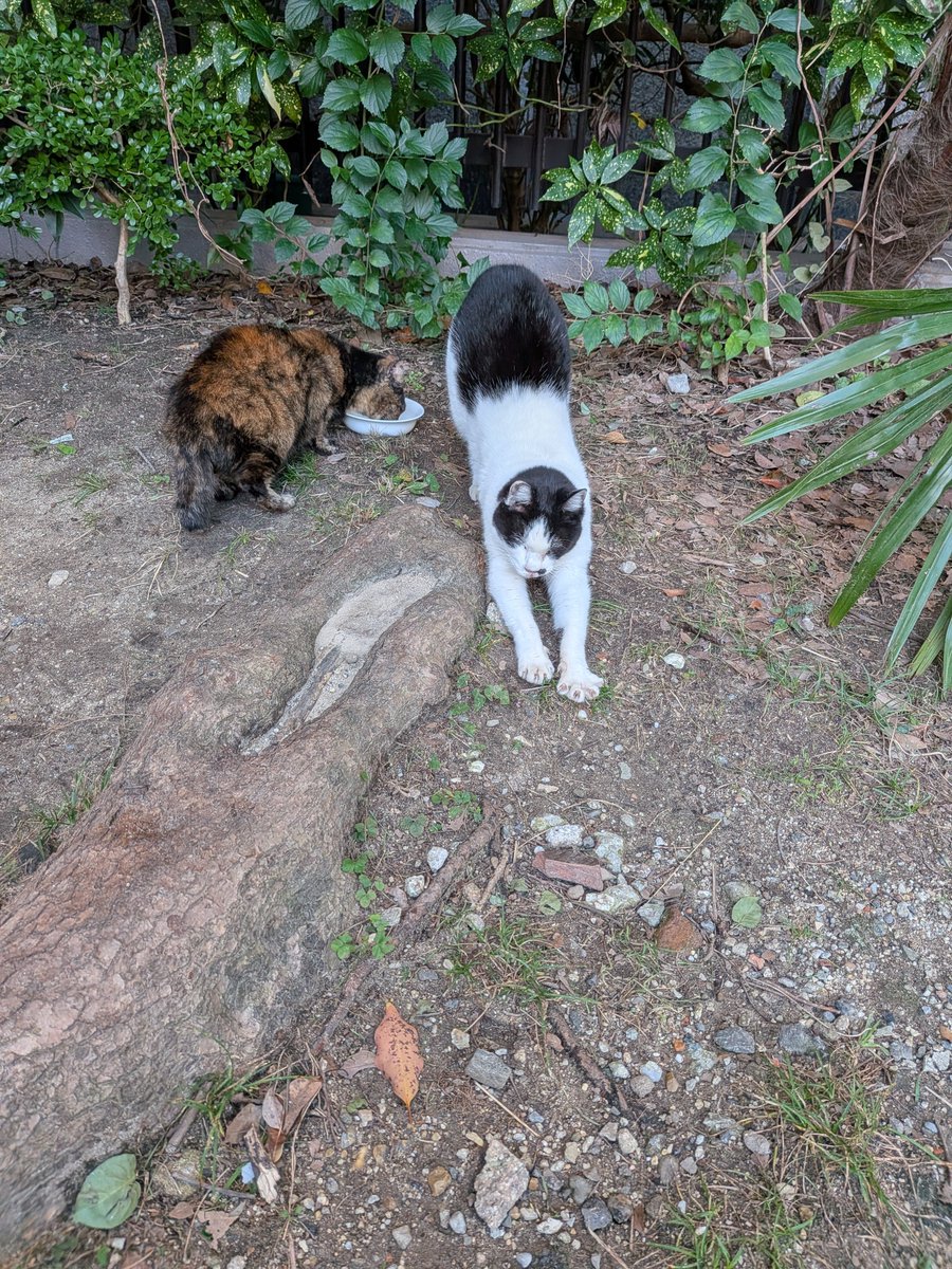 Charlieojichann's tweet photo. 朝は寒かったけどお昼は絶好の天気です😺😺
2にゃんずお揃いでしっかりご飯食べてくれました😻😻
その後は日向ぼっこ😸😸
ゆっくり見れないのが残念だけど、こうして関われているのが幸せです😽😽 https://t.co/wplCeYkyRC