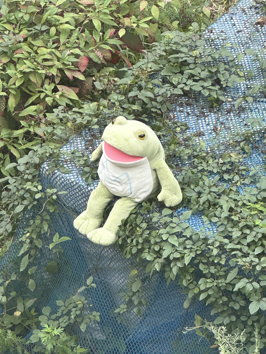 sai_31channel's tweet photo. 四ツ谷ヤギ

カエル🐸は駅員の遊び道具になってそう
今日はお座り https://t.co/ic9OtaPAd9