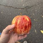 Photo by Mutt 𐂯 new to portland! (@twoheadedty)
