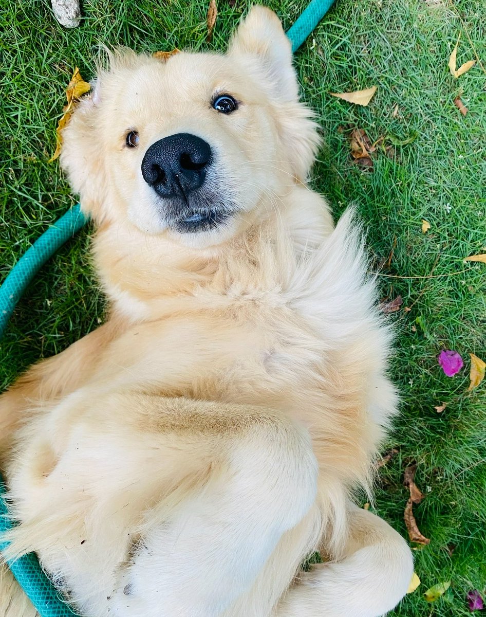 glbrgm's tweet photo. Leí por ahí que hoy es el día que las almas de nuestros amiguitos nos visitan. Espero que mi chiquito; el perrito más cariñoso, inteligente y bello del mundo vuelva a su patio a correr y saltar como lo solía hacer. Elijo creer 🤍 https://t.co/dg6yOeFvLR