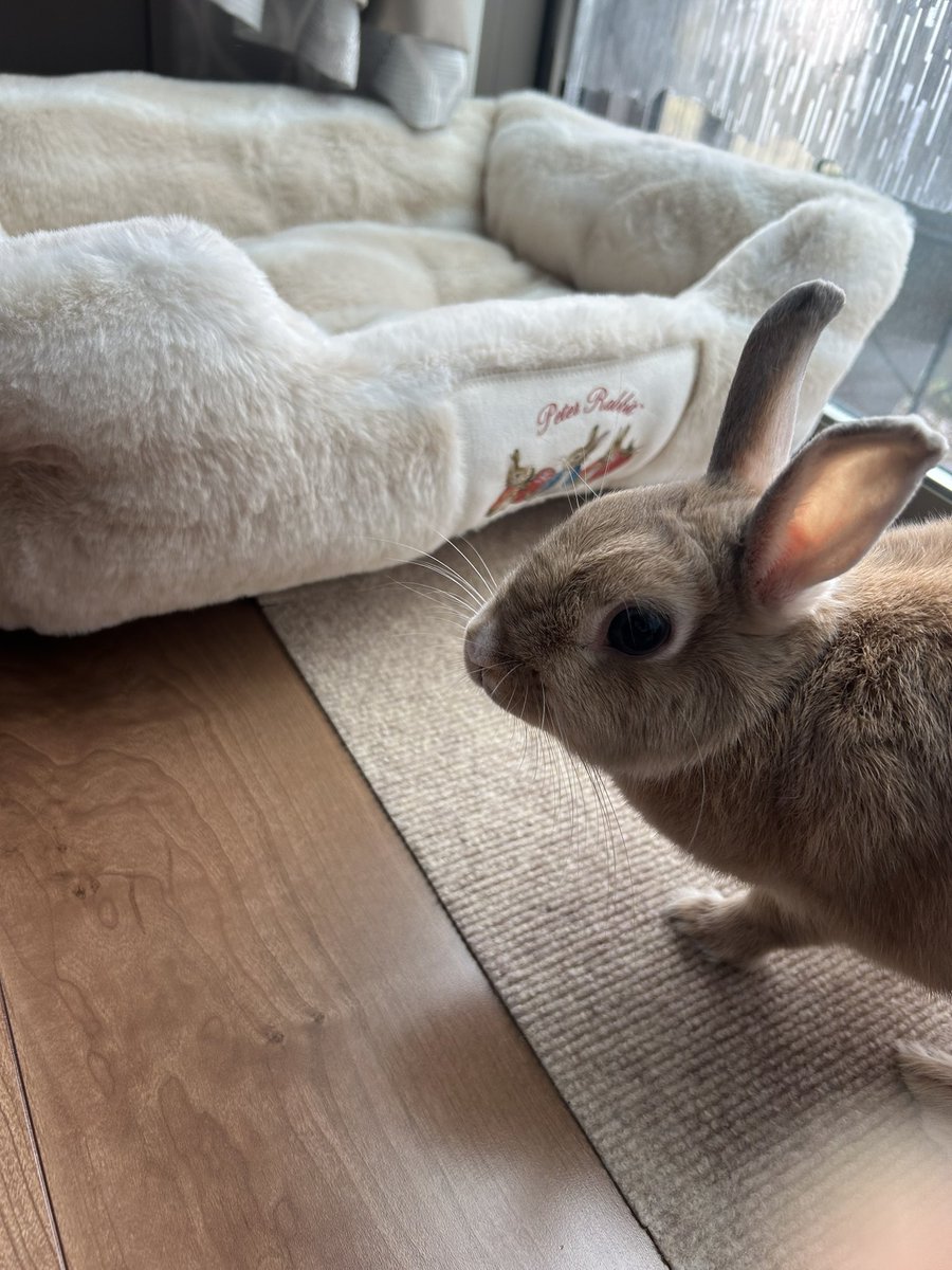 369milkrabbit's tweet photo. ピーターラビットのペットベッドあったから思わず購入。
はじめは恐る恐るだったけど、あたたかいことがわかったみたい。ずっと上にいる。 https://t.co/mubSqFlVDA