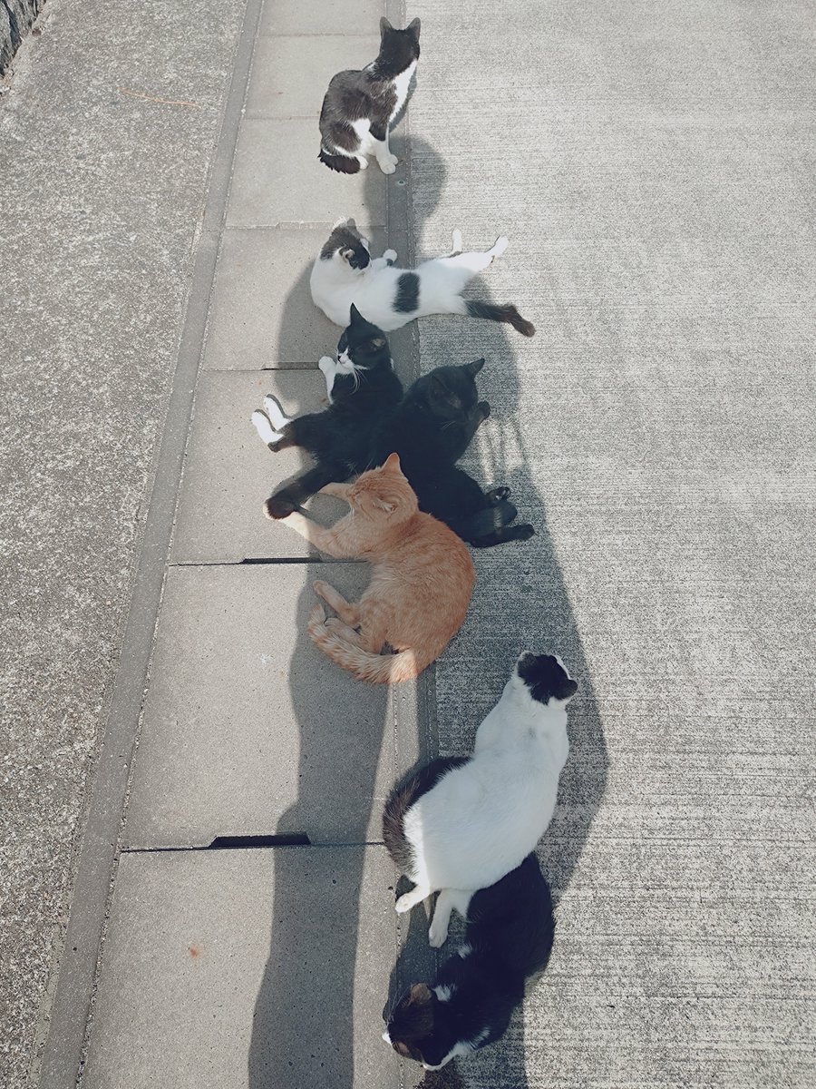 gentian0803's tweet photo. 真鍋島は猫の島😺
突っ立っているだけで、日陰を求める猫たちの人気者になれます(^_^;) https://t.co/TOeRD8FlI4