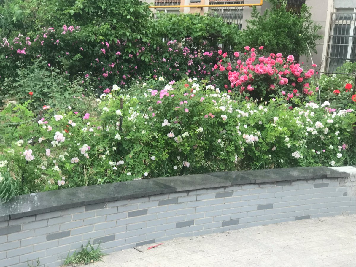 yuis10apu's tweet photo. [皇咕たちが径を掠めて、優雅に飛び回る午後。]， https://t.co/7fU8CAlfsR
