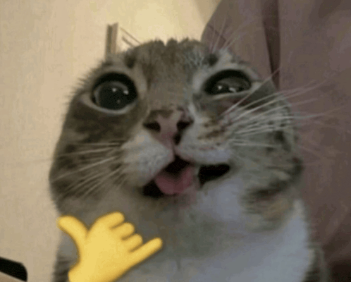 iamrigbypf's tweet photo. yo waddup it's national cat day https://t.co/E5epOHwWJj