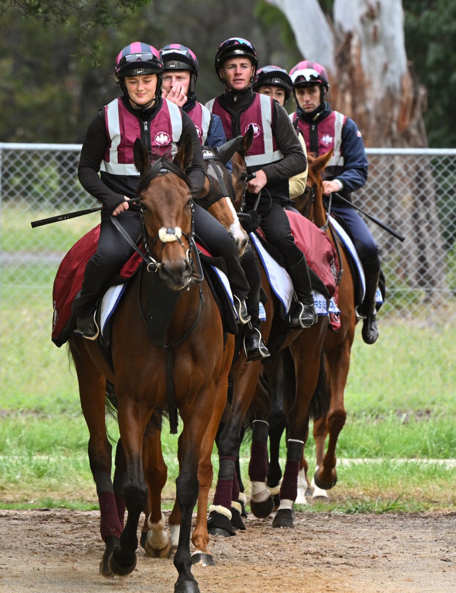 Vinnycenzo_71's tweet photo. Follow the leader...Goodie Two Shoes leads the Joseph O'Brien team out to trackwork. #MelbourneCup https://t.co/wHmhXjsc4Z