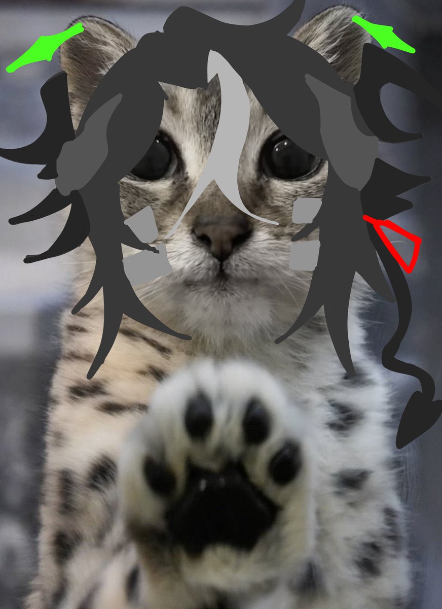 naoopama's tweet photo. *paws at you* love frox
*paws at you* love frox
*paws at you* love frox
*paws at you* love frox
*paws at you* love frox

#Frox #Meimei https://t.co/1YH5q33uFv