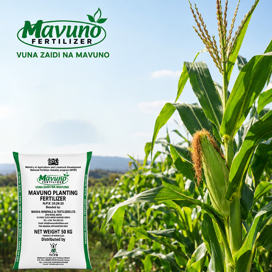 Devkigroup's tweet photo. Make Mavuno Planting Fertilizer part of your planting plans and take a considered approach to crop nutrition from the beginning.
#MavunoFertilizer #VunaZaidinaMavuno https://t.co/kbGwyEdUMG