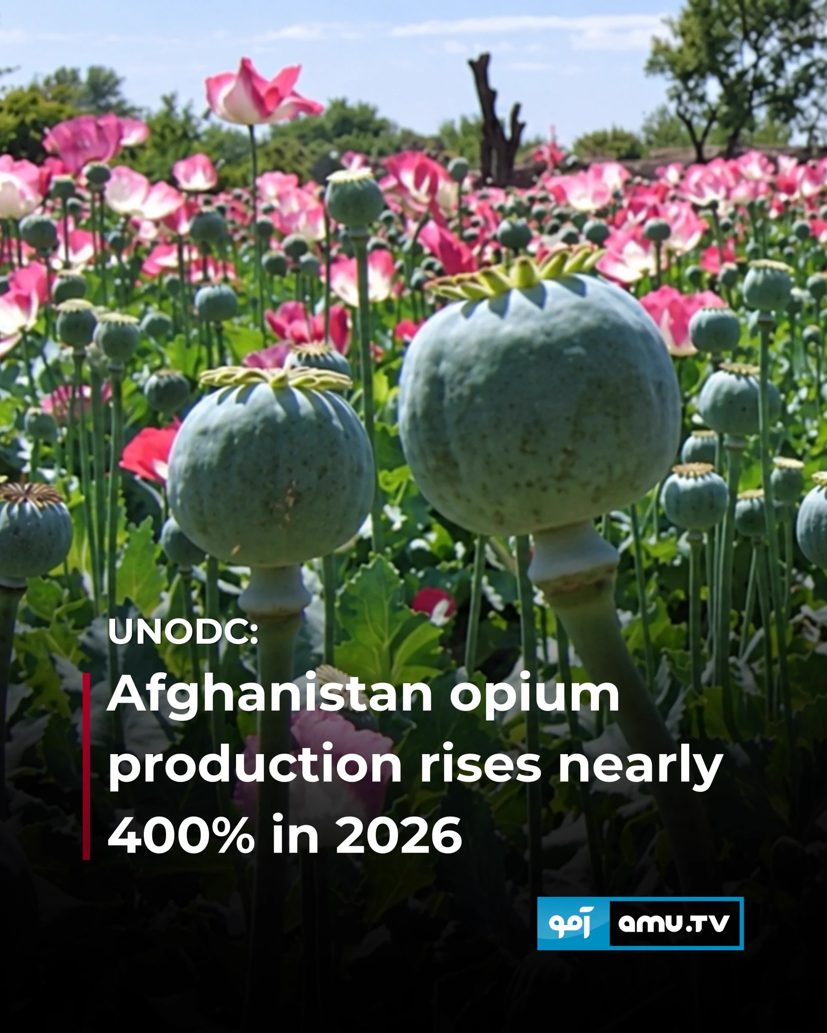 Amu TV on X: "Afghanistan's estimated opium production rose nearly 400% in  2026, climbing from about 300 tons last year to nearly 1,500 tons,  according to UNODC. The agency says the nearly
